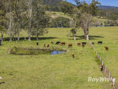 Livestock For Sale - NSW - Bulahdelah - 2423 - INCOME and LOCATION  (Image 2)