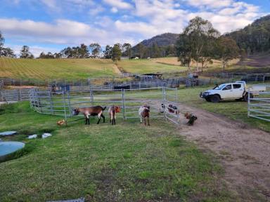 Lifestyle For Sale - NSW - Rocky River - 2372 - THE STATION- ROCKY RIVER  (Image 2)