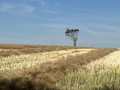 Cropping Auction - SA - Bordertown - 5268 - Prime Cropping Country  (Image 2)