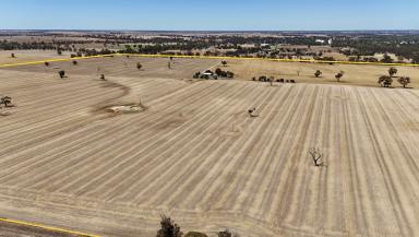 Cropping Auction - SA - Bordertown - 5268 - Prime Cropping Country  (Image 2)