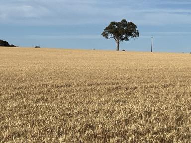 Cropping Auction - SA - Bordertown - 5268 - Prime Cropping Country  (Image 2)