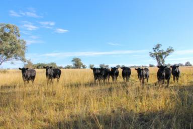 Mixed Farming For Sale - NSW - Rob Roy - 2360 - Clifton  (Image 2)