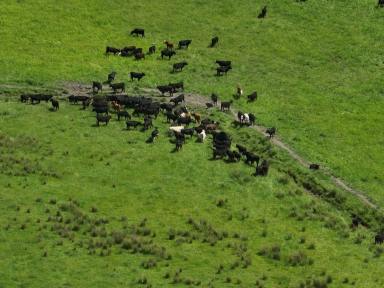 Livestock For Sale - TAS - Quamby Brook - 7304 - Early Rises  (Image 2)