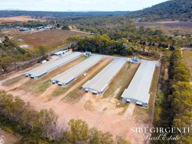 Livestock Sold - QLD - Mareeba - 4880 - Enjoy a Thriving Chicken Farm Business & Quality Lifestyle in North Queensland  (Image 2)