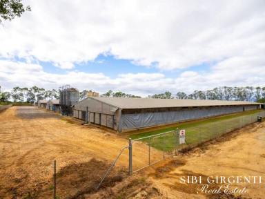 Livestock Sold - QLD - Mareeba - 4880 - Enjoy a Thriving Chicken Farm Business & Quality Lifestyle in North Queensland  (Image 2)