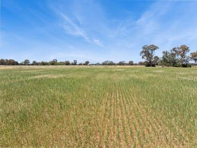 Lifestyle For Sale - VIC - Lockington - 3563 - Well Positioned 123 Acre Irrigation Farm  (Image 2)