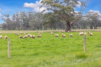 House Sold - VIC - Bullarook - 3352 - "Glenbrook" – Rich volcanic soils, high quality water, rare opportunity.  (Image 2)