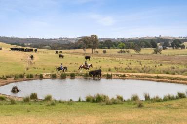 Residential Block Auction - NSW - Springrange - 2618 - Where Are You Living This Christmas?  (Image 2)