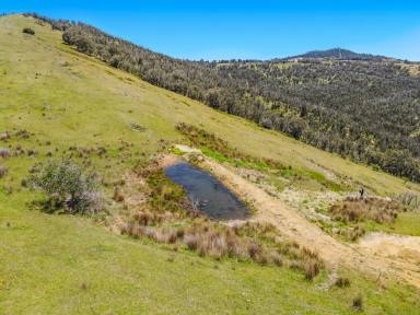 Other (Rural) For Sale - NSW - Tumut - 2720 - Natural Beauty!  (Image 2)