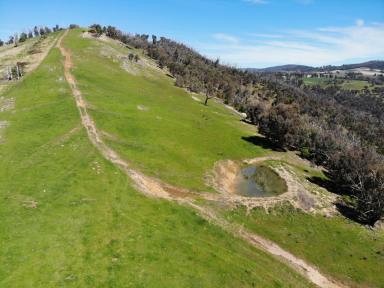 Other (Rural) For Sale - NSW - Batlow - 2730 - Natural Beauty!  (Image 2)