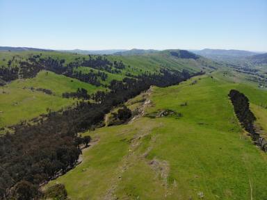 Other (Rural) For Sale - NSW - Batlow - 2730 - Natural Beauty!  (Image 2)