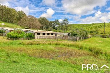 Lifestyle For Sale - NSW - Edenville - 2474 - 13.4-Acres, Multiple Sheds, Water Security & Exceptional Potential  (Image 2)