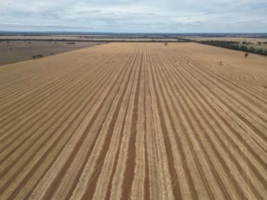 Mixed Farming For Sale - NSW - Lake Cargelligo - 2672 - Efficient Farming Property Ready To Take To The Next Level  (Image 2)