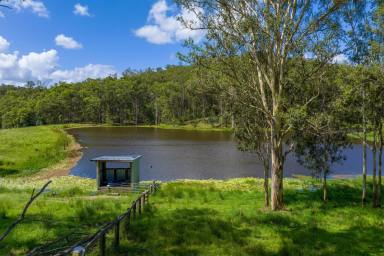 Livestock For Sale - QLD - Brooloo - 4570 - Picturesque & Productive Mary Valley Farm  (Image 2)