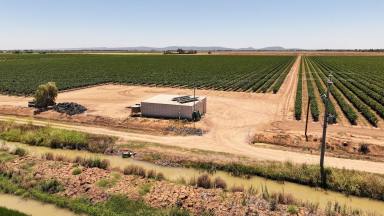 Viticulture For Sale - NSW - Bilbul - 2680 - MANICURED VINEYARD WITH CROP  (Image 2)