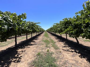 Viticulture For Sale - NSW - Bilbul - 2680 - MANICURED VINEYARD WITH CROP  (Image 2)