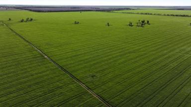 Other (Rural) For Sale - NSW - Moree - 2400 - "Terlings" 26734 Newell Highway Moree  (Image 2)