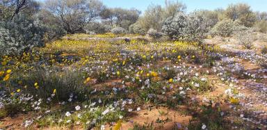 Other (Rural) For Sale - WA - Mount Magnet - 6638 - MOUNT FARMER STATION, Murchison Region, Shire of Mt Magnet  (Image 2)