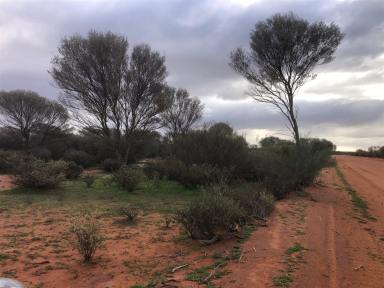 Other (Rural) For Sale - WA - Mount Magnet - 6638 - MOUNT FARMER STATION, Murchison Region, Shire of Mt Magnet  (Image 2)