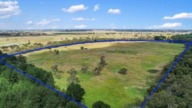 Livestock Auction - SA - Dismal Swamp - 5291 - Lot 459 Riddoch Highway Dismal Swamp  (Image 2)