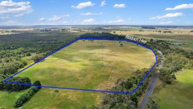 Livestock Auction - SA - Dismal Swamp - 5291 - Lot 459 Riddoch Highway Dismal Swamp  (Image 2)