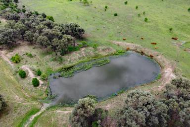 Other (Rural) For Sale - QLD - Dululu - 4702 - First Class Country with Excellent Improvements & Location  (Image 2)