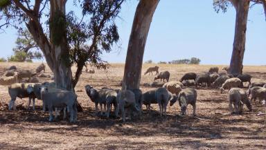 Mixed Farming Auction - SA - Custon - 5269 - 505 Bangham Road Custon.  (Image 2)