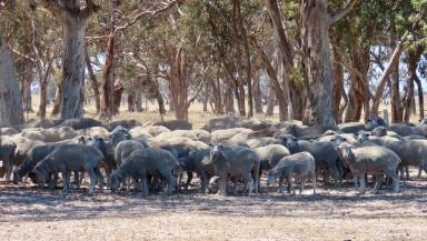 Mixed Farming Auction - SA - Custon - 5269 - 505 Bangham Road Custon.  (Image 2)