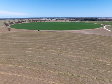 Mixed Farming Auction - SA - Tintinara - 5266 - Appealing Mix - Prime Location- Highly Regarded Property - Excellent Irrigation  (Image 2)