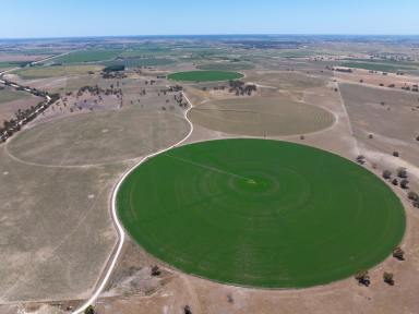 Mixed Farming Auction - SA - Tintinara - 5266 - Appealing Mix - Prime Location- Highly Regarded Property - Excellent Irrigation  (Image 2)