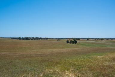 Mixed Farming For Sale - SA - Senior - 5268 - Value for Money, Potential Galore, Well Positioned Graze, Irrigation + Crop  (Image 2)