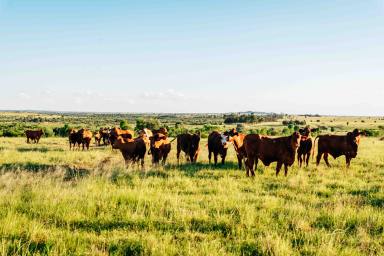 Livestock For Sale - QLD - Waikola - 4420 - INSTITUTIONAL SCALE CATTLE BACKGROUNDING & FINISHING OPPORTUNITY (Image 2)