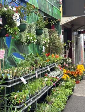 Business For Sale - NSW - Newtown - 2042 - Inner City Garden Centre  (Image 2)