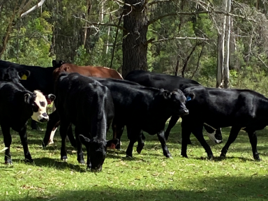 Lifestyle For Sale - NSW - Canyonleigh - 2577 - Rural Escape - complete privacy and serenity. (Image 2)