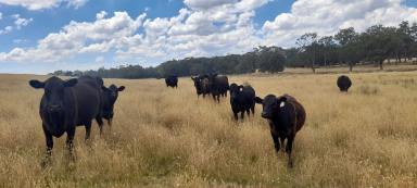 Livestock For Sale - VIC - Fern Hill - 3458 - For Sale - 80 Acres Grazing land Woodend district with Planning Permit  (Image 2)