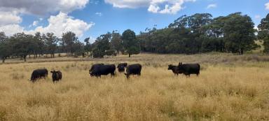 Livestock For Sale - VIC - Fern Hill - 3458 - For Sale - 80 Acres Grazing land Woodend district with Planning Permit  (Image 2)