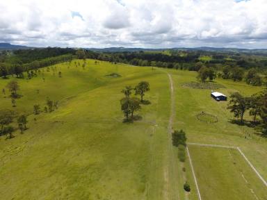 Livestock For Sale - NSW - Bonalbo - 2469 - YOU CAN HAVE IT ALL  (Image 2)