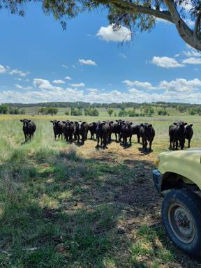 Livestock For Sale - NSW - Ulamambri - 2357 - Grazing Property with Dual Residences and Established Infrastructure. Biodiversity Credits Investment Opportunity.  (Image 2)