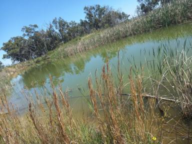 Livestock For Sale - NSW - Ulamambri - 2357 - Grazing Property with Dual Residences and Established Infrastructure. Biodiversity Credits Investment Opportunity.  (Image 2)