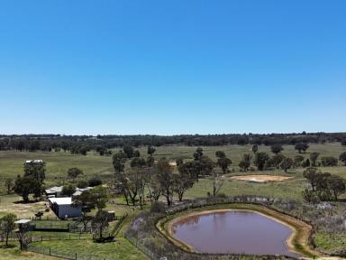 Livestock For Sale - NSW - Ulamambri - 2357 - Exceptional Grazing Property with Dual Residences and Established Infrastructure  (Image 2)