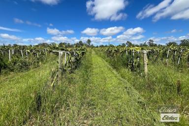 Residential Block For Sale - QLD - Munna Creek - 4570 - RURAL LIFESTYLE WITH PRIME FARMING POTENTIAL  (Image 2)