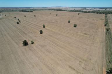 Mixed Farming For Sale - NSW - Kiacatoo - 2877 - Large Scale Mixed Farming and Grazing Asset with Irrigation Development  (Image 2)