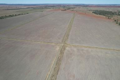 Mixed Farming For Sale - NSW - Kiacatoo - 2877 - Large Scale Mixed Farming and Grazing Asset with Irrigation Development  (Image 2)