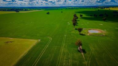 Mixed Farming For Sale - NSW - Coolamon - 2701 - READY TO GO  (Image 2)