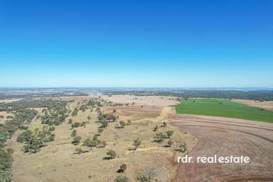 Mixed Farming For Sale - NSW - Inverell - 2360 - PINDAROI STATION  (Image 2)