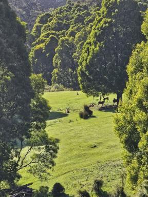 Mixed Farming For Sale - VIC - Grand Ridge - 3870 - 390 acres, House, Pasture, Plantation, Deer, Ferns, Waterfalls...  (Image 2)