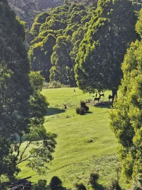 Mixed Farming For Sale - VIC - Grand Ridge - 3870 - 390 acres, House, Pasture, Deer, Ferns, Waterfalls...  (Image 2)