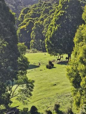 Mixed Farming For Sale - VIC - Grand Ridge - 3870 - 390 acres, House, Pasture, Deer, Ferns, Waterfalls...  (Image 2)