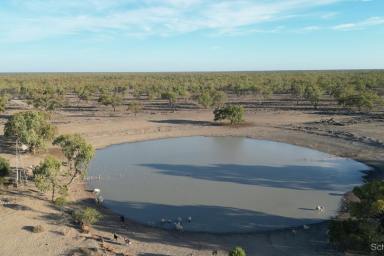 Livestock For Sale - NSW - Bourke - 2840 - Fertile open grazing country  (Image 2)