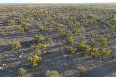 Livestock For Sale - NSW - Bourke - 2840 - Fertile open grazing country  (Image 2)